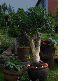   EGLO , 900117 , SPINETOLI 2 , f&ouml;ldbe sz&uacute;rhat&oacute; l&aacute;mpa , 3000 K , LED , 6X0,4W , IP65 , &aacute;tl&aacute;tsz&oacute;